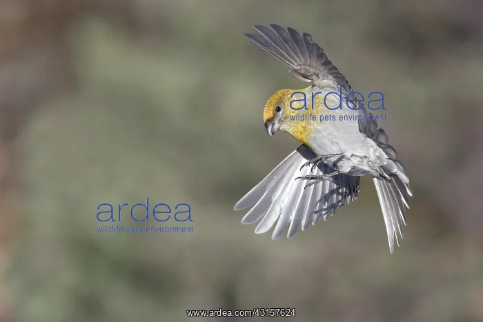 : Pine Grosbeak : Pine Grosbeak