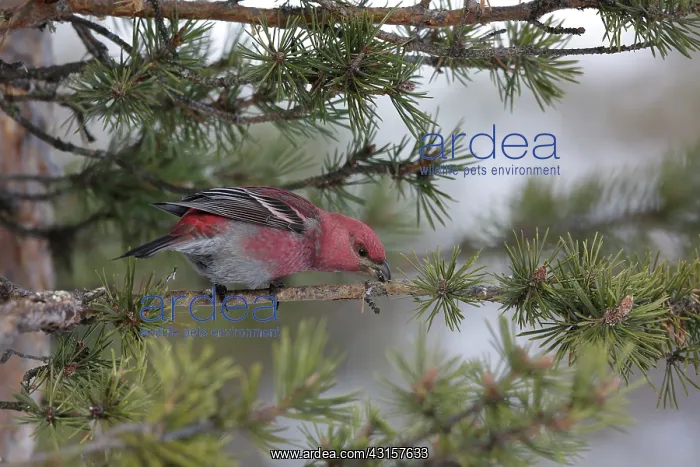 : Pine Grosbeak : Pine Grosbeak