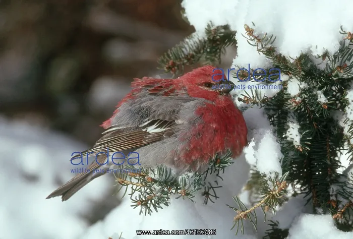 : Pine Grosbeak : Pine Grosbeak