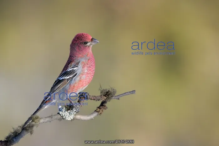 : Pine Grosbeak : Pine Grosbeak