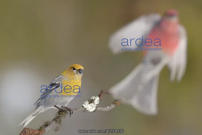 : Pine Grosbeak : Pine Grosbeak