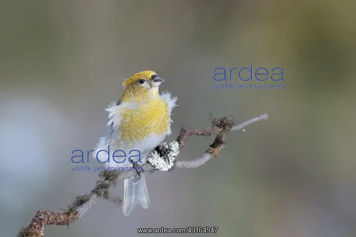 : Pine Grosbeak : Pine Grosbeak