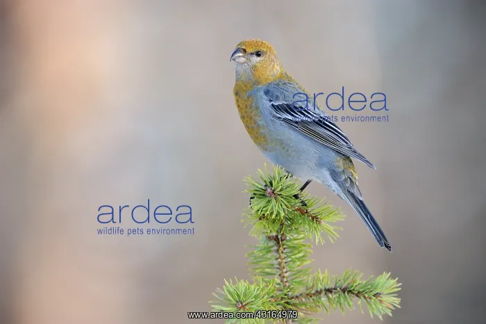 : Pine Grosbeak : Pine Grosbeak