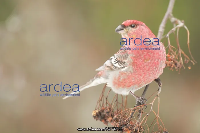 : Pine Grosbeak : Pine Grosbeak