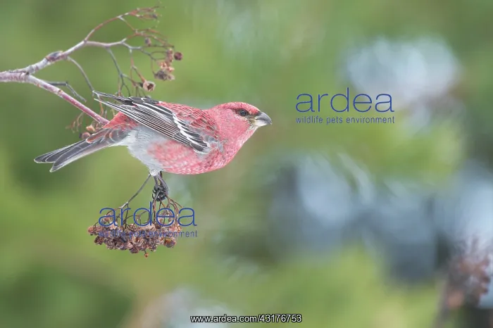 : Pine Grosbeak : Pine Grosbeak