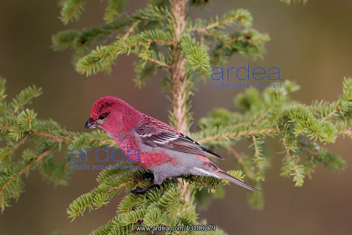 : Pine Grosbeak : Pine Grosbeak
