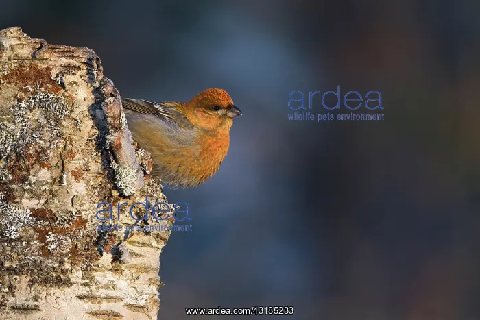: Pine Grosbeak : Pine Grosbeak