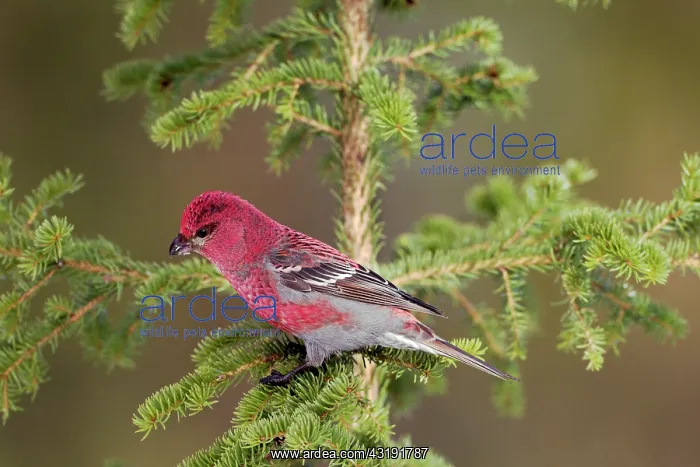 : Pine Grosbeak : Pine Grosbeak