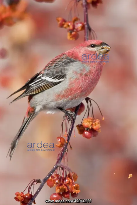 : Pine Grosbeak - adult male : Pine Grosbeak - adult male