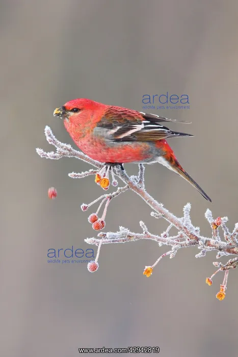 : Pine Grosbeak - adult male in winter : Pine Grosbeak - adult male in winter