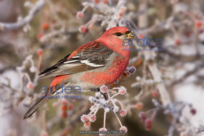 : Pine Grosbeak - adult male in winter : Pine Grosbeak - adult male in winter