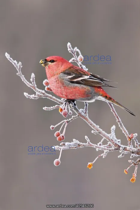 : Pine Grosbeak - adult male in winter : Pine Grosbeak - adult male in winter