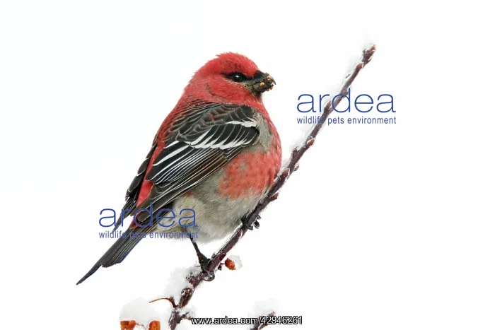 : Pine Grosbeak - adult male in winter : Pine Grosbeak - adult male in winter
