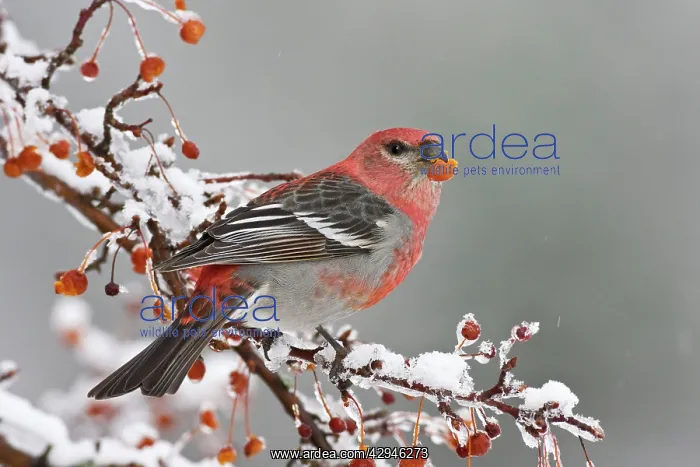 : Pine Grosbeak - adult male in winter : Pine Grosbeak - adult male in winter