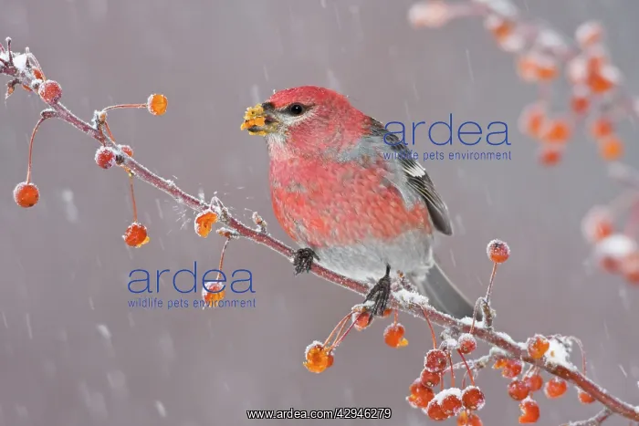 : Pine Grosbeak - adult male in winter : Pine Grosbeak - adult male in winter