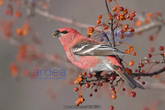 : Pine Grosbeak - adult male in winter : Pine Grosbeak - adult male in winter