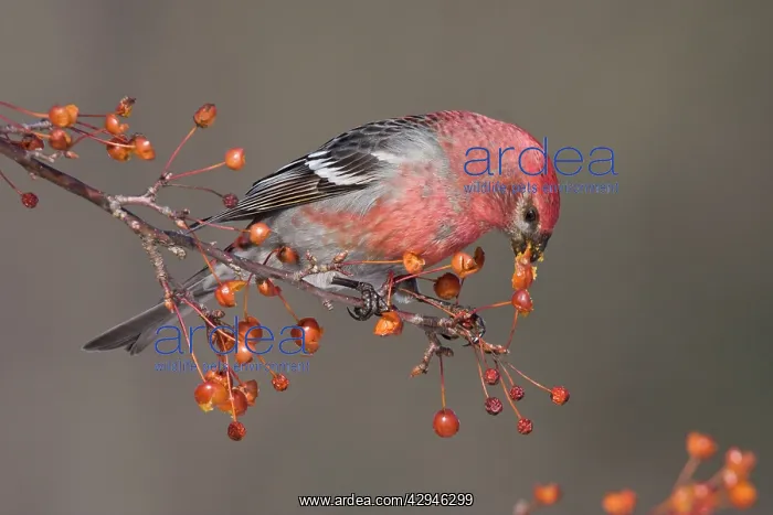 : Pine Grosbeak - adult male in winter : Pine Grosbeak - adult male in winter
