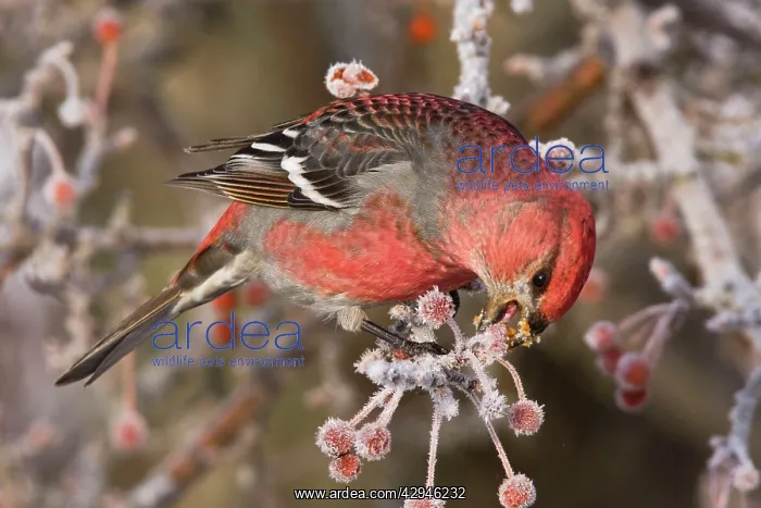 : Pine Grosbeak - adult male in winter eating berries : Pine Grosbeak - adult male in winter eating berries