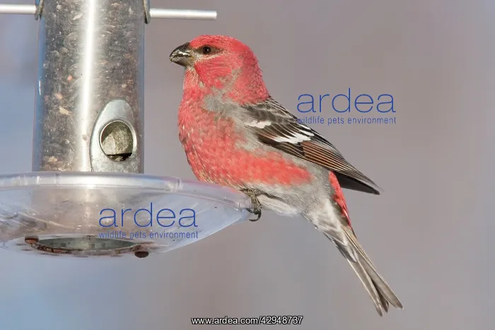 : Pine Grosbeak - at bird feeder : Pine Grosbeak - at bird feeder
