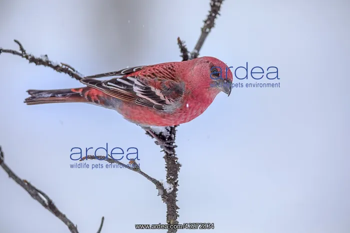 : Pine Grosbeak - bright red coloured male adult grosbeak : Pine Grosbeak - bright red coloured male adult grosbeak