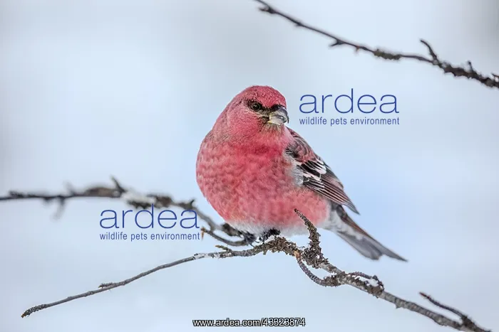: Pine Grosbeak - bright red coloured male adult grosbeak : Pine Grosbeak - bright red coloured male adult grosbeak