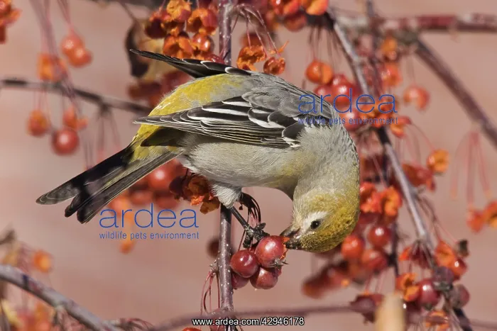 : Pine Grosbeak - eating berries : Pine Grosbeak - eating berries