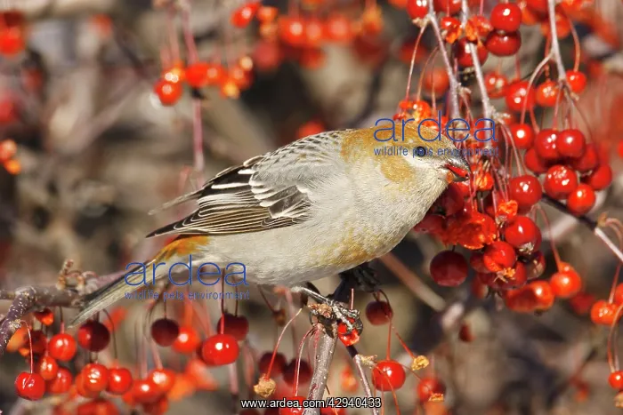 : Pine Grosbeak - female : Pine Grosbeak - female
