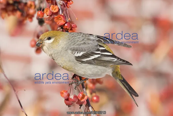 : Pine Grosbeak - female : Pine Grosbeak - female