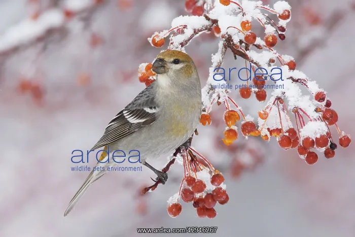 : Pine Grosbeak - female : Pine Grosbeak - female