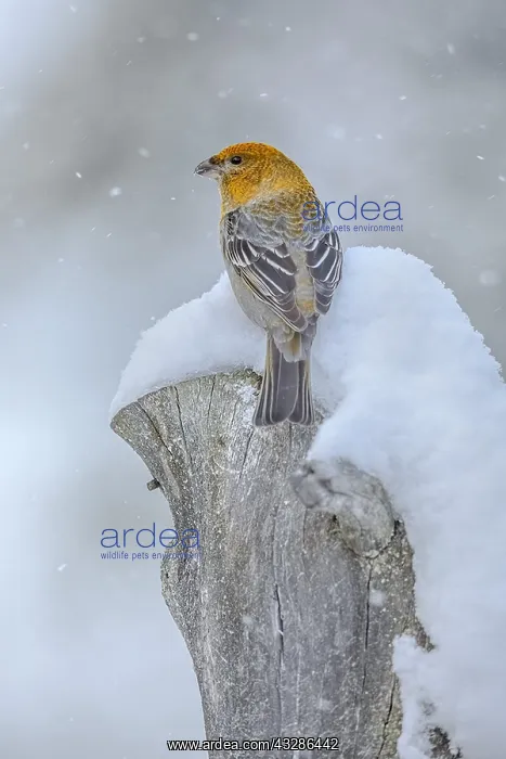 : Pine Grosbeak - female adult grosbeak sitting on : Pine Grosbeak - female adult grosbeak sitting on