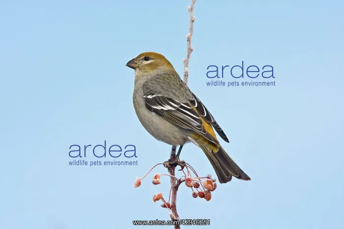 : Pine Grosbeak - female in winter : Pine Grosbeak - female in winter