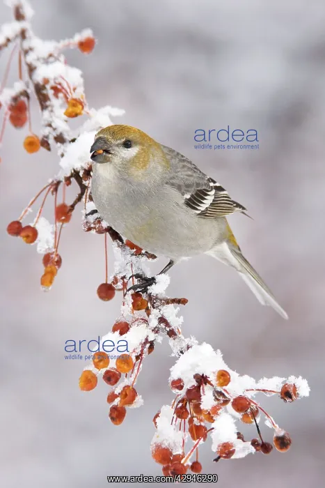 : Pine Grosbeak - female in winter : Pine Grosbeak - female in winter