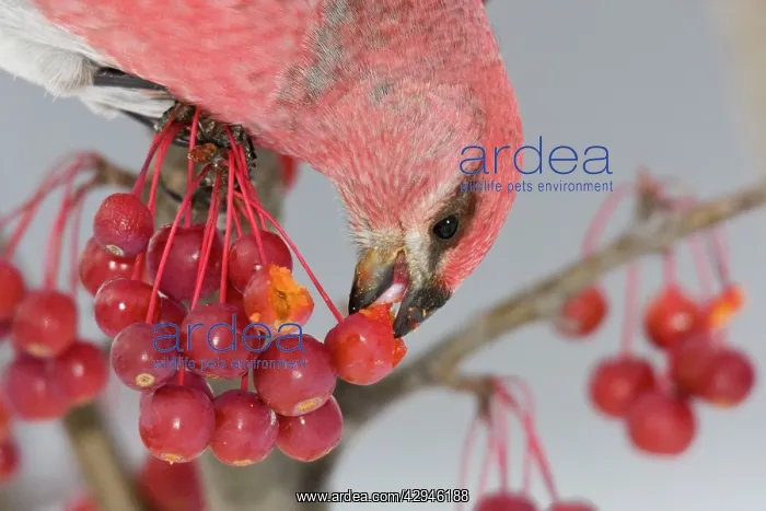 : Pine Grosbeak - male eating seeds inside crabapple : Pine Grosbeak - male eating seeds inside crabapple