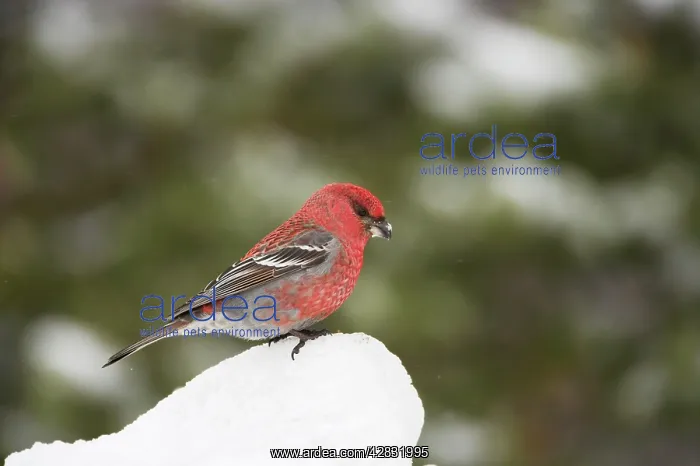 : Pine Grosbeak - male on feeding in snow : Pine Grosbeak - male on feeding in snow