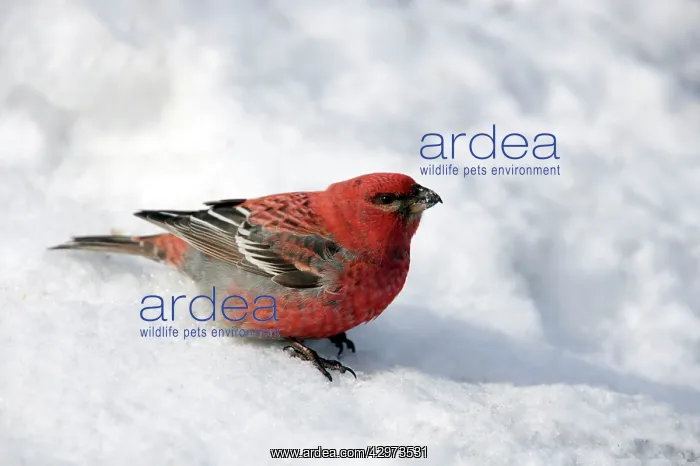 : Pine Grosbeak - Male on feeding in snow : Pine Grosbeak - Male on feeding in snow