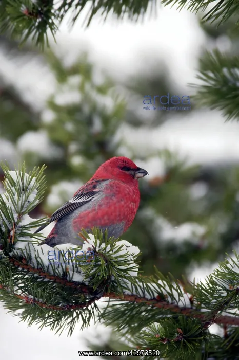 : Pine Grosbeak - Male on snowy pine tree : Pine Grosbeak - Male on snowy pine tree
