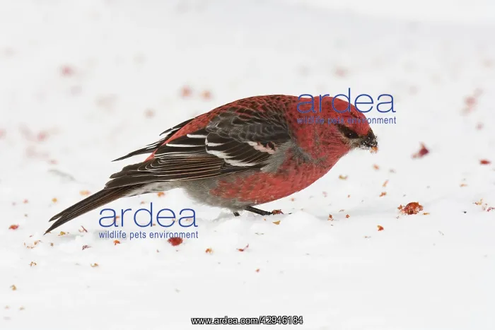 : Pine Grosbeak - male in winter : Pine Grosbeak - male in winter