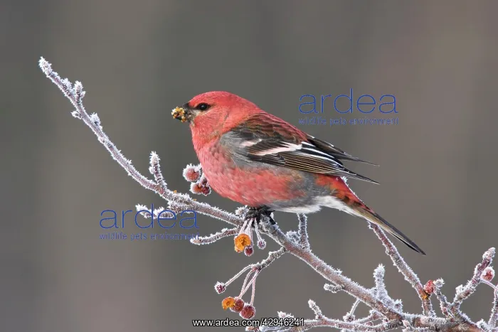 : Pine Grosbeak - Male in winter : Pine Grosbeak - Male in winter