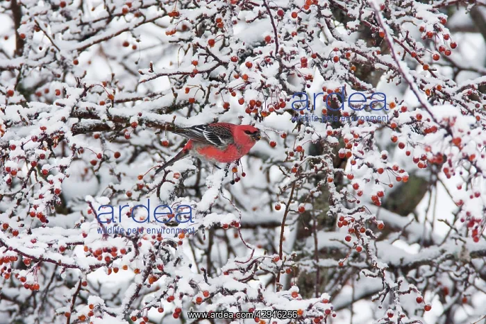 : Pine Grosbeak - male in winter : Pine Grosbeak - male in winter