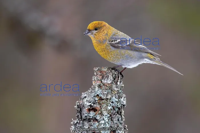 : Pine grosbeak (Pinicola enucleator), female, branch : Pine grosbeak (Pinicola enucleator), female, branch