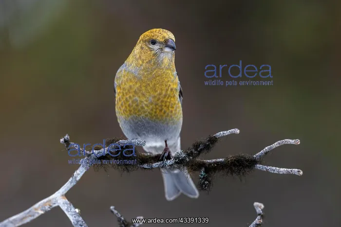 : Pine grosbeak (Pinicola enucleator), female, mossy : Pine grosbeak (Pinicola enucleator), female, mossy