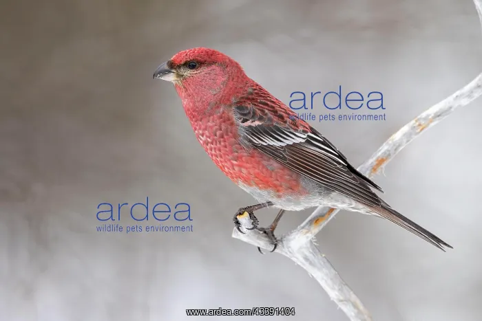 : Pine grosbeak (Pinicola enucleator), male, branch : Pine grosbeak (Pinicola enucleator), male, branch
