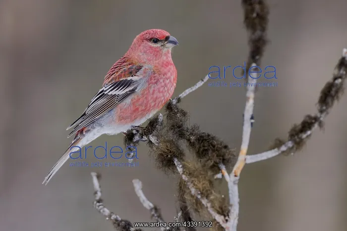 : Pine grosbeak (Pinicola enucleator), male, mossy : Pine grosbeak (Pinicola enucleator), male, mossy