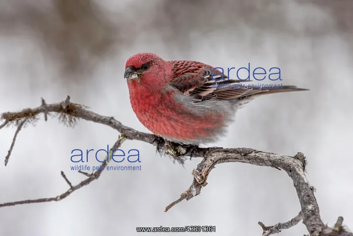 : Pine grosbeak (Pinicola enucleator), male, twig : Pine grosbeak (Pinicola enucleator), male, twig