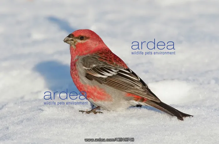 : Pine Grosbeak - in snow : Pine Grosbeak - in snow