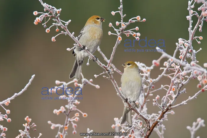 : Pine Grosbeaks - in winter : Pine Grosbeaks - in winter