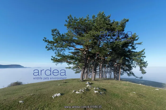 : Pine grove on hill near Owen, Swabian Alb, Baden-Warttemberg : Pine grove on hill near Owen, Swabian Alb, Baden-Warttemberg