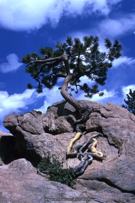 : PINE - growing out of boulder, showing roots : PINE - growing out of boulder, showing roots