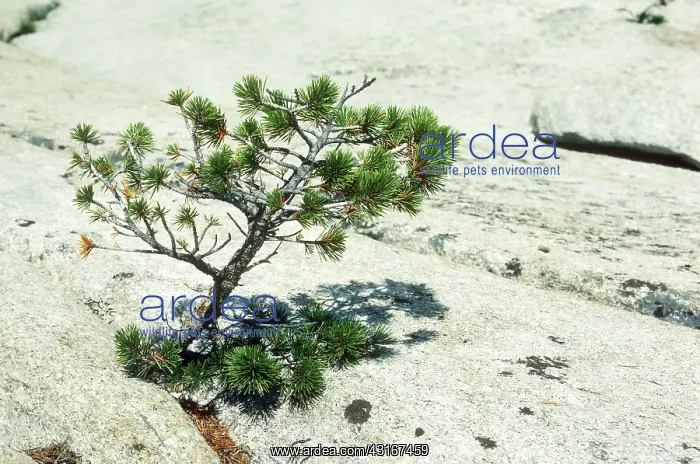 : Pine growing from granite rock : Pine growing from granite rock