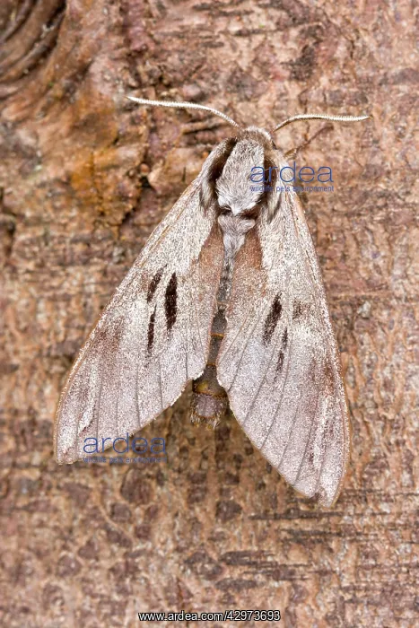 : Pine Hawk Moth at rest : Pine Hawk Moth at rest